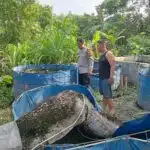 Cek Perkembangan Budidaya Ikan Nila di Desa Tulangan, Polisi Optimalkan Program Ketahanan Pangan Polresta Sidoarjo