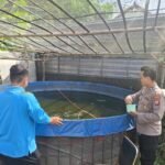 Budidaya Ikan Lele di Desa Suruh Sukodono Berkembang Baik, Topang Ketahanan Pangan Polresta Sidoarjo
