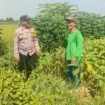 Polsek Krembung Gencarkan Program Ketahanan Pangan di Desa Tanjekwager