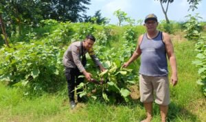 Polsek Krembung Dukung Ketahanan Pangan, Turun Langsung Dampingi Petani