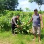Polsek Krembung Dukung Ketahanan Pangan, Turun Langsung Dampingi Petani