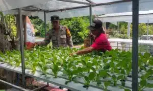 Polsek Candi Motivasi Ketahanan Pangan Lewat Sayur Hidroponik di Desa Gelam
