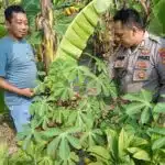 Optimalisasi Lahan Pekarangan Pangan Bergizi, Bhabinkamtibmas Sidoarjo Tinjau Kebun Pisang Warga