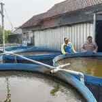 Polsek Tarik Apresiasi Inovasi Ketahanan Pangan, Warga Gempol Klutuk dalam Budidaya Lele
