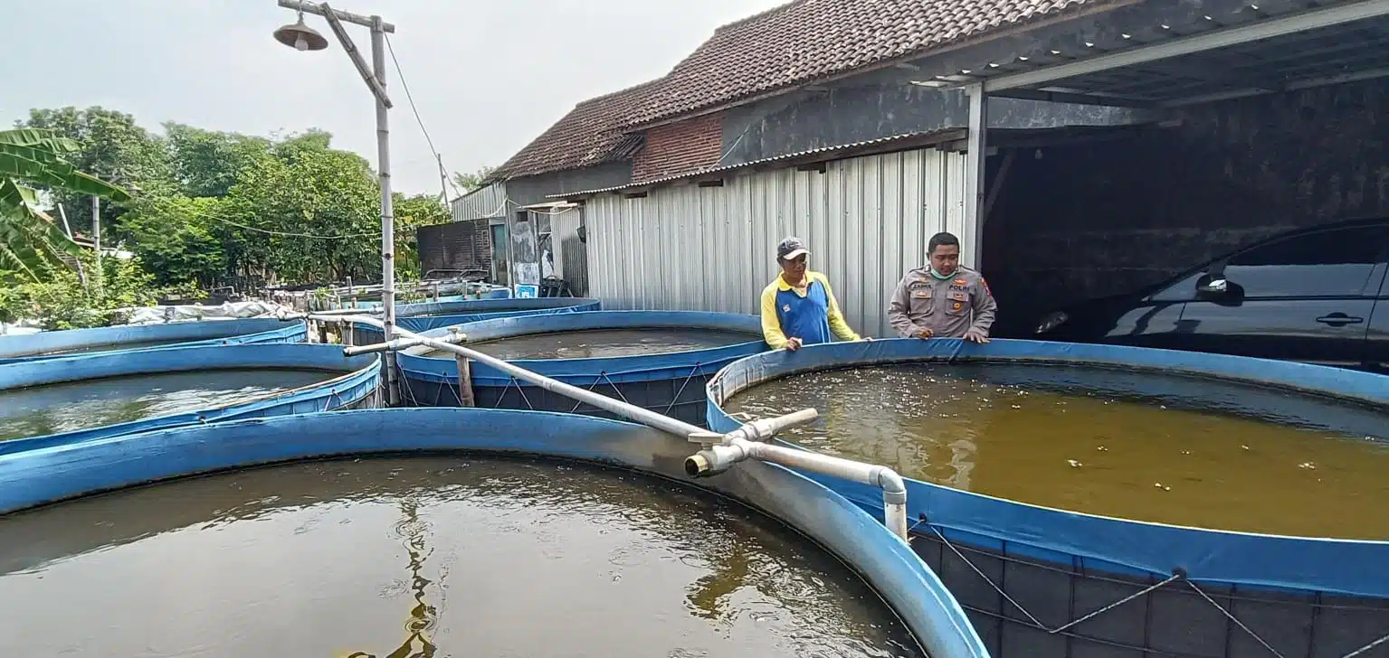 Polsek Tarik Apresiasi Inovasi Ketahanan Pangan, Warga Gempol Klutuk dalam Budidaya Lele