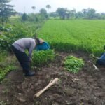 Bhabinkamtibmas Desa Grogol Tinjau Lahan Sayur untuk Dukung Ketahanan Pangan Polresta Sidoarjo