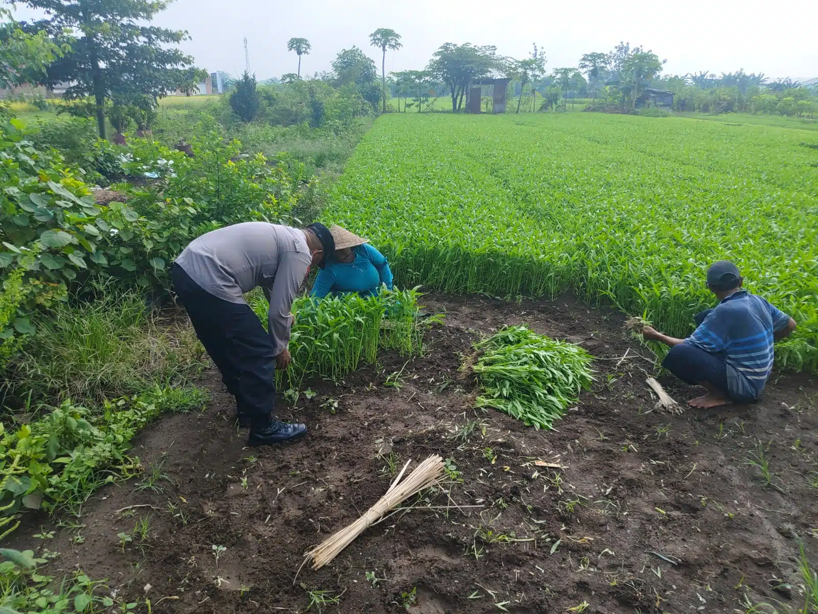 Bhabinkamtibmas Desa Grogol Tinjau Lahan Sayur untuk Dukung Ketahanan Pangan Polresta Sidoarjo