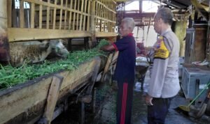 Dukung Ketahanan Pangan, Bhabinkamtibmas Desa Kemantren Polsek Tulangan Pantau Peternakan Kambing