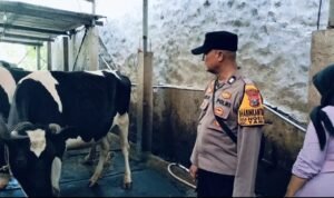 Warga Ngelom Manfaatkan Lahan Kosong Rumah untuk Peternakan Sapi Perah, Dukung Ketahanan Pangan Bergizi