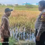 Bhabinkamtibmas Sukodono Turun Langsung Cek Ketahanan Pangan P2B di Desa Jumputrejo