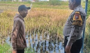 Bhabinkamtibmas Sukodono Turun Langsung Cek Ketahanan Pangan P2B di Desa Jumputrejo