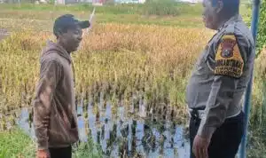 Bhabinkamtibmas Sukodono Turun Langsung Cek Ketahanan Pangan P2B di Desa Jumputrejo