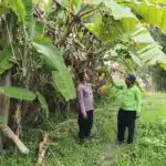 Polsek Balongbendo Dukung Ketahanan Pangan Polresta Sidoarjo, Sulap Pekarangan Tidur Jadi Lahan Produktif