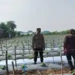 Polsek Krembung Optimis Keberhasilan Program Ketahanan Pangan Sidoarjo Melalui Tanaman Melon