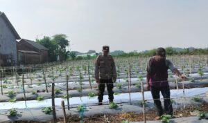Polsek Krembung Optimis Keberhasilan Program Ketahanan Pangan Sidoarjo Melalui Tanaman Melon