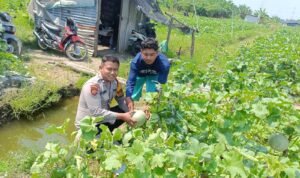 Polsek Krembung Optimis Keberhasilan Program Ketahanan Pangan Sidoarjo Melalui Tanaman Melon