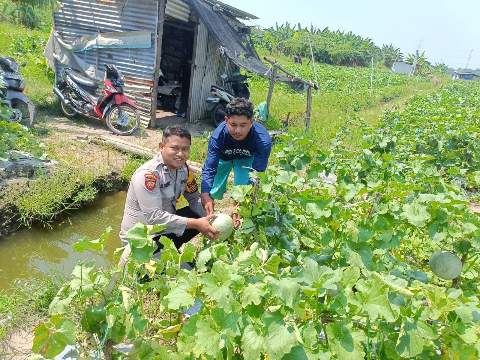Polsek Krembung Optimis Keberhasilan Program Ketahanan Pangan Sidoarjo Melalui Tanaman Melon