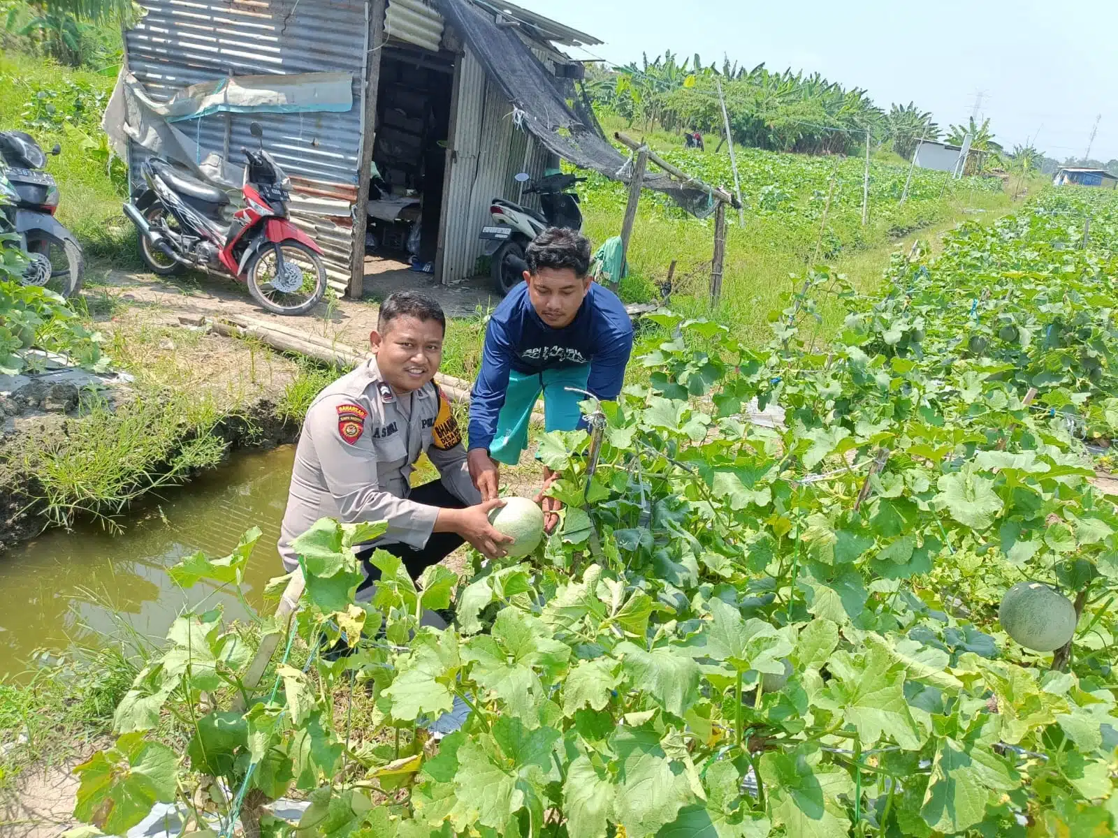 Polsek Krembung Optimis Keberhasilan Program Ketahanan Pangan Sidoarjo Melalui Tanaman Melon