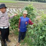 Polsek Balongbendo Dorong Ketahanan Pangan Lewat Pemanfaatan Pekarangan Tidur