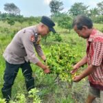 Dukung Ketahanan Pangan, Edukasi Tanaman Hortikultura Warga Sambibulu