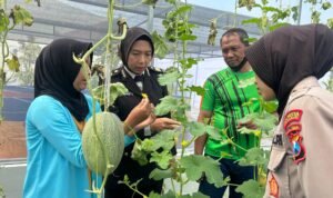 Bangkitkan Semangat Ketahanan Pangan ke Anggota, Polresta Sidoarjo Optimalkan Lahan P2L