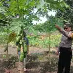 Polsek Taman Tinjau Perkembangan Lahan Ketahanan Tanaman Pepaya di Kelurahan Sepanjang