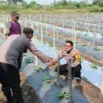 Kapolsek Tarik Dukung Ketahanan Pangan Polresta Sidoarjo Turunkan Bhabinkamtibmas Cek Lahan Semangka