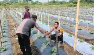 Kapolsek Tarik Dukung Ketahanan Pangan Polresta Sidoarjo Turunkan Bhabinkamtibmas Cek Lahan Semangka