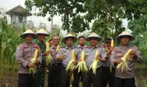 Berkontribusi pada Ketahanan Pangan, Lapas Porong Panen Jagung Manis
