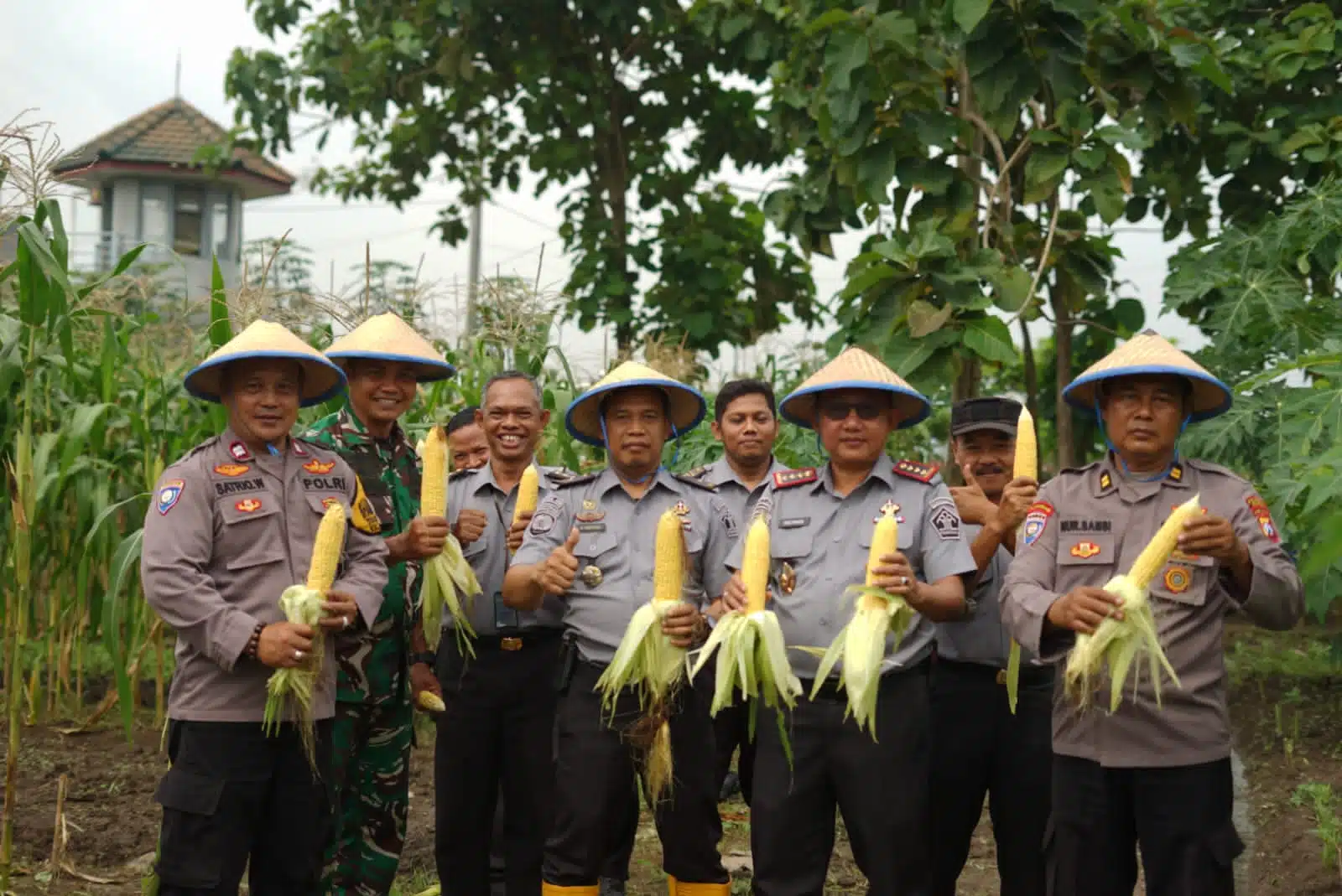 Berkontribusi pada Ketahanan Pangan, Lapas Porong Panen Jagung Manis