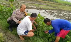 Dukung Ketahanan Pangan, Bhabinkamtibmas Kemantren Tinjau Lahan Terong