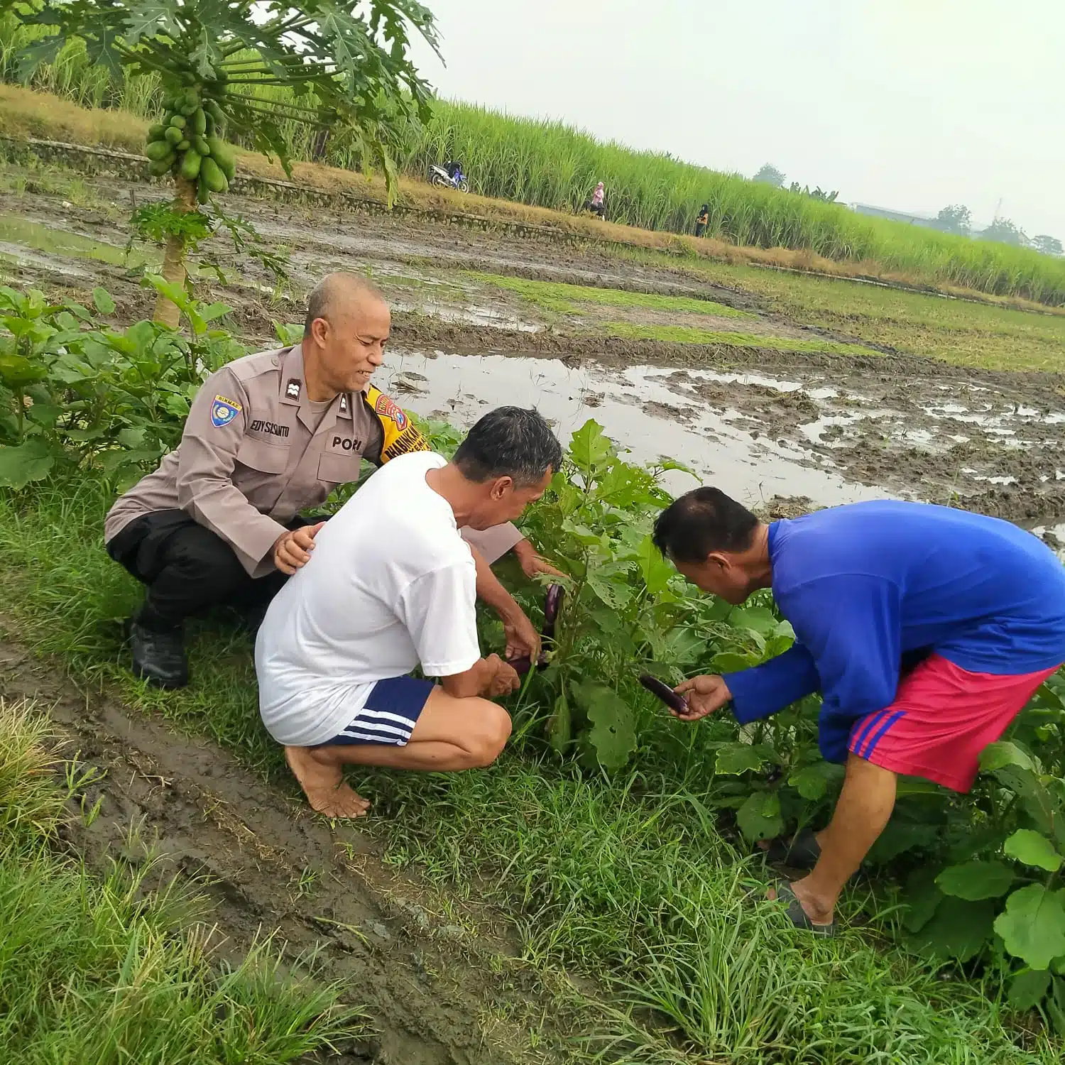 Dukung Ketahanan Pangan, Bhabinkamtibmas Kemantren Tinjau Lahan Terong