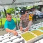 Polsek Taman Tinjau Perkembangan Ketahanan Pangan Sayur Hidroponi