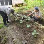 Bhabinkamtibmas Desa Grogol Cek Lahan Pertanian Ketahanan Pangan 