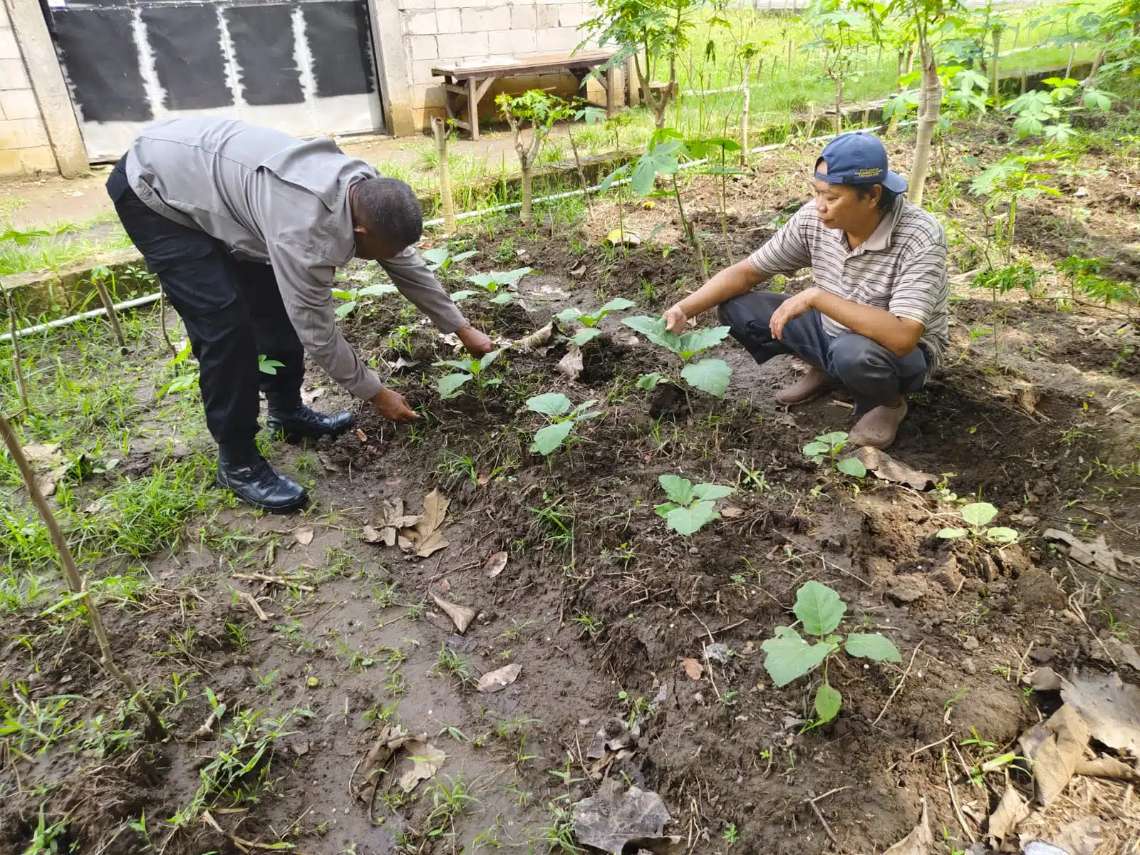 Bhabinkamtibmas Desa Grogol Cek Lahan Pertanian Ketahanan Pangan 