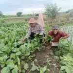 Polisi Cinta Petani Sawi, Kompak Dongkrak Ketahanan Pangan di Pesawahan Porong