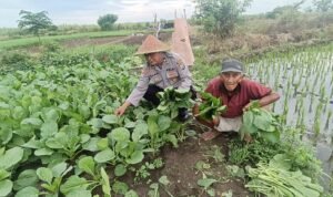 Polisi Cinta Petani Sawi, Kompak Dongkrak Ketahanan Pangan di Pesawahan Porong