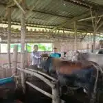 Jelang Idul Adha, Peternak Sapi di Sidoarjo Agar Lebih Perhatikan Kesehatan Hewan Kurban 