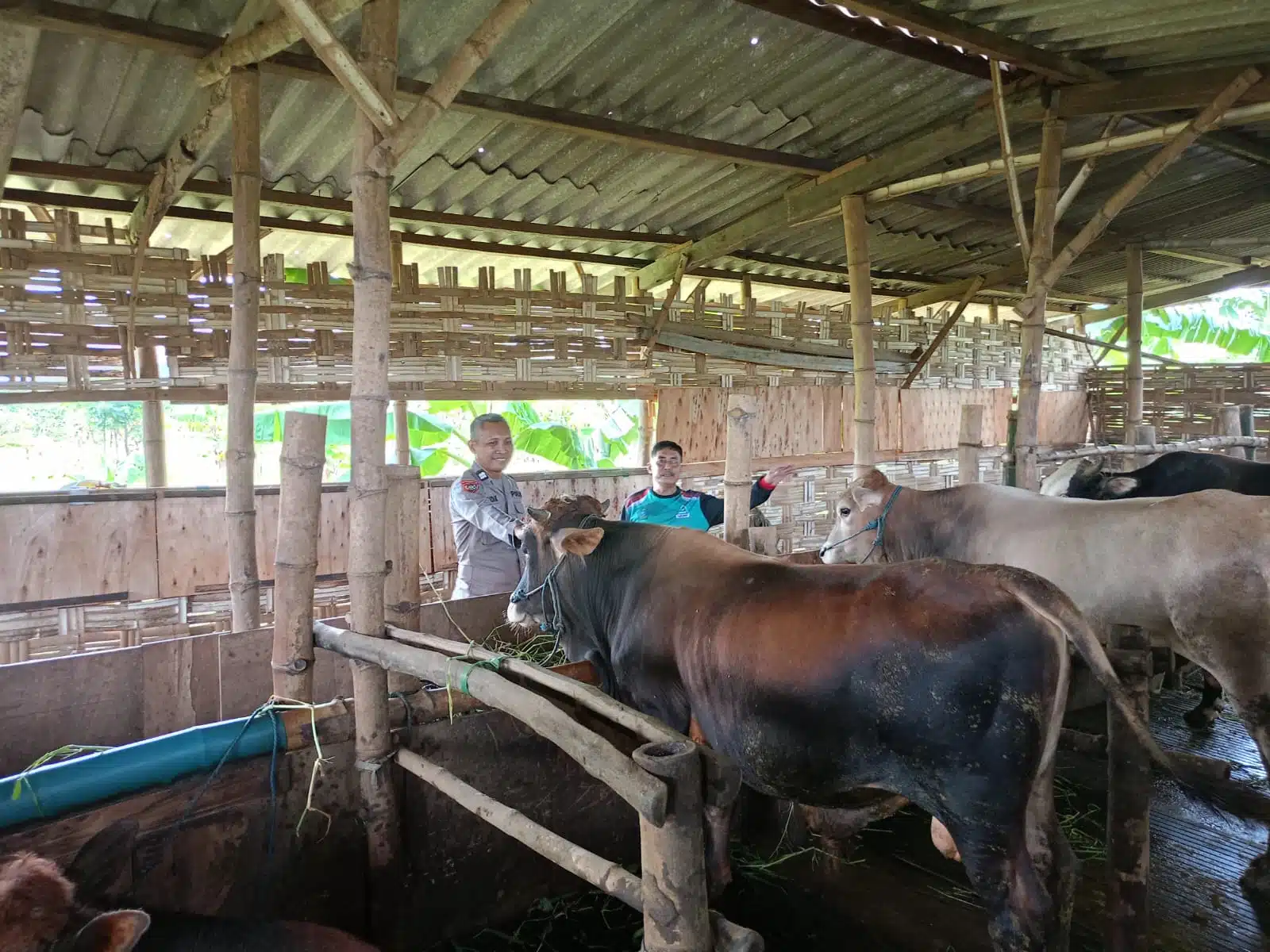 Jelang Idul Adha, Peternak Sapi di Sidoarjo Agar Lebih Perhatikan Kesehatan Hewan Kurban 