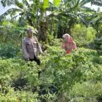 Polsek Tulangan Optimalkan Ketahanan Pangan Polresta Sidoarjo, Kunjungi Perkebunan Cabai Warga Kemantren
