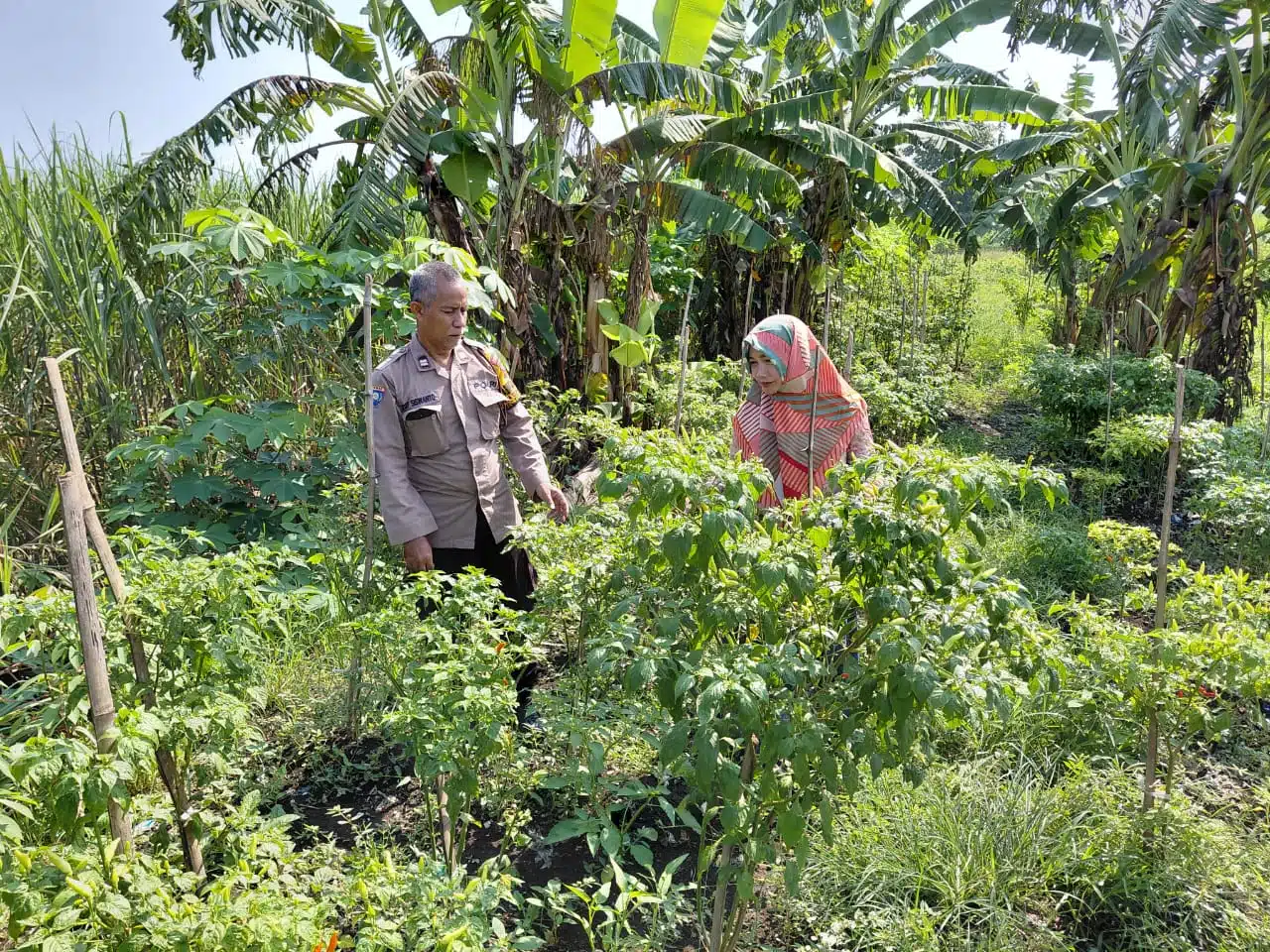 Polsek Tulangan Optimalkan Ketahanan Pangan Polresta Sidoarjo, Kunjungi Perkebunan Cabai Warga Kemantren