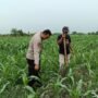 Kapolsek Tarik Gerakkan Polisi Cinta Petani, Cegah Gagal Panen  
