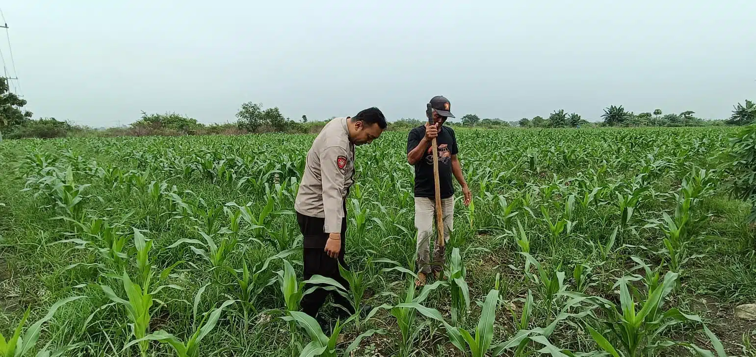 Kapolsek Tarik Gerakkan Polisi Cinta Petani, Cegah Gagal Panen  