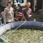 Polsek Taman Tinjau Ketahanan Pangan Budidaya Lele di Desa Krembangan