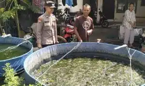 Polsek Taman Tinjau Ketahanan Pangan Budidaya Lele di Desa Krembangan