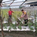 Bhabinkamtibmas Desa Jiken Tinjau Lahan Sayur, Wujudkan Ketahanan Pangan Bergizi