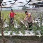 Bhabinkamtibmas Desa Jiken Tinjau Lahan Sayur, Wujudkan Ketahanan Pangan Bergizi