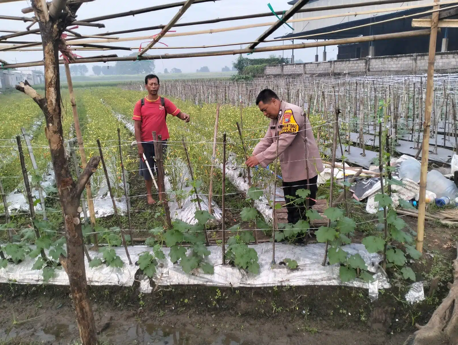 Bhabinkamtibmas Desa Jiken Tinjau Lahan Sayur, Wujudkan Ketahanan Pangan Bergizi