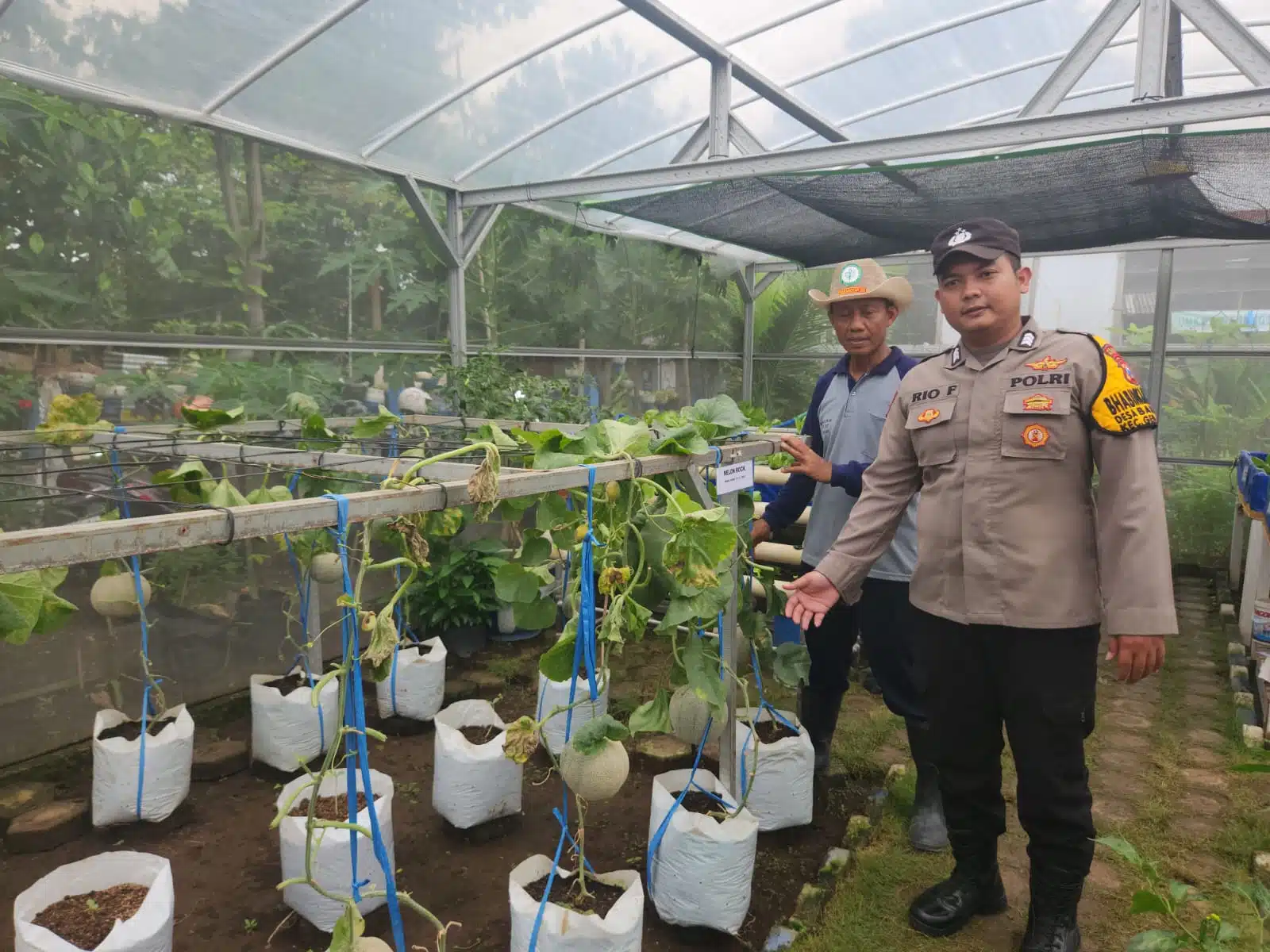 Cek Tanaman Hidroponik, Bhabinkamtibmas Desa Bangah Dukung Swasembada Pangan