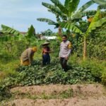 Polsek Gedangan Motivasi Ketahanan Pangan ke Petani Desa Keboananom